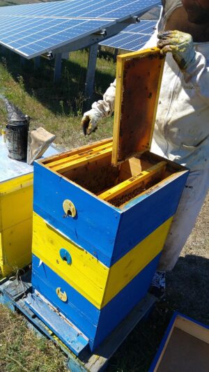 100% Pure Raw Wildflower Honey from...