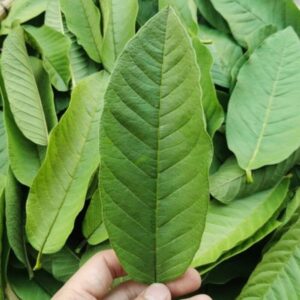 HELLOYOUNG Chinese Organic Herbal T...