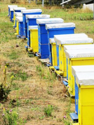 Wild Flower Bulgarian Pure Raw Hone...