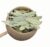 HELLOYOUNG Organic herbal tea made from natural senna leaves, loose leaves, old traditional recipe, cleanses the intestines and promotes intestinal peristalsis (50 g)