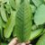 HELLOYOUNG Chinese Organic Herbal Tea Made from Guava Leaf. Wonderful Aroma and Soothing for the Mind Herbal Tea (250g)