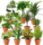 8-Piece Plant Surprise Set, +/- 40–70 cm, Pot with 12–15 cm Diameter, Plants for Home and Office, Quality from a Plant Professional, Vegetation for Living Spaces