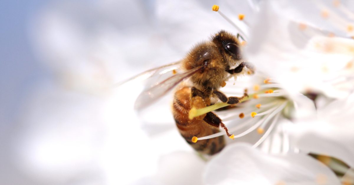 Hello, Honey Bee! | National Honey Board
