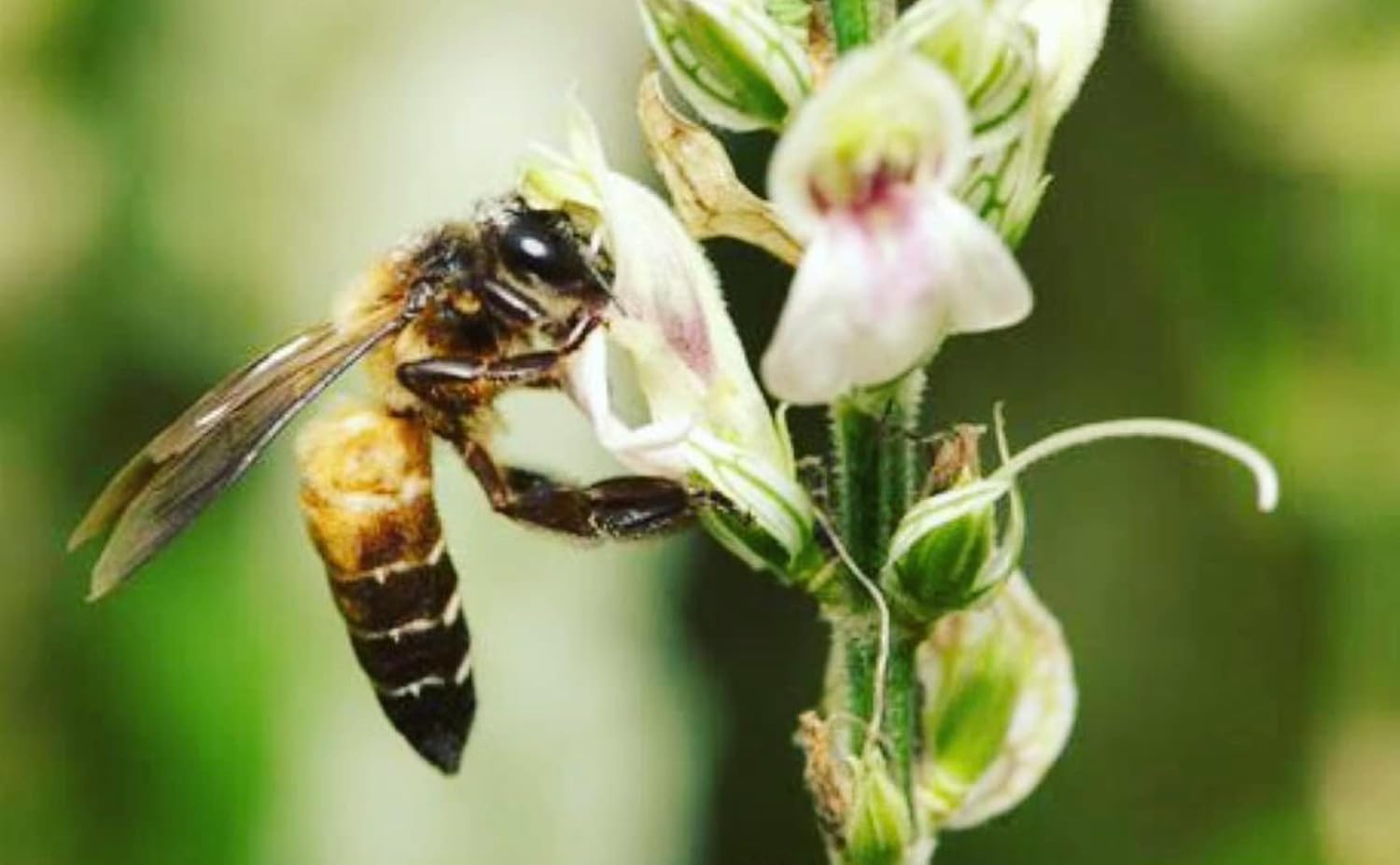 Heavenly Organics 100% Organic Raw White Honey 1 Pack - Size 12 OZ/Jar Lightly Filtered to Preserve Vitamins, Minerals and Enzymes; Made from Wild Beehives & Free Range Bees, Dairy, Nut, Gluten Free, - Image 2