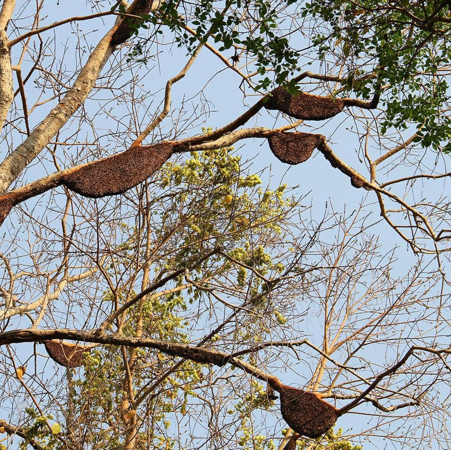 Heavenly Organics 100% Organic Raw White Honey 1 Pack - Size 12 OZ/Jar Lightly Filtered to Preserve Vitamins, Minerals and Enzymes; Made from Wild Beehives & Free Range Bees, Dairy, Nut, Gluten Free, - Image 3