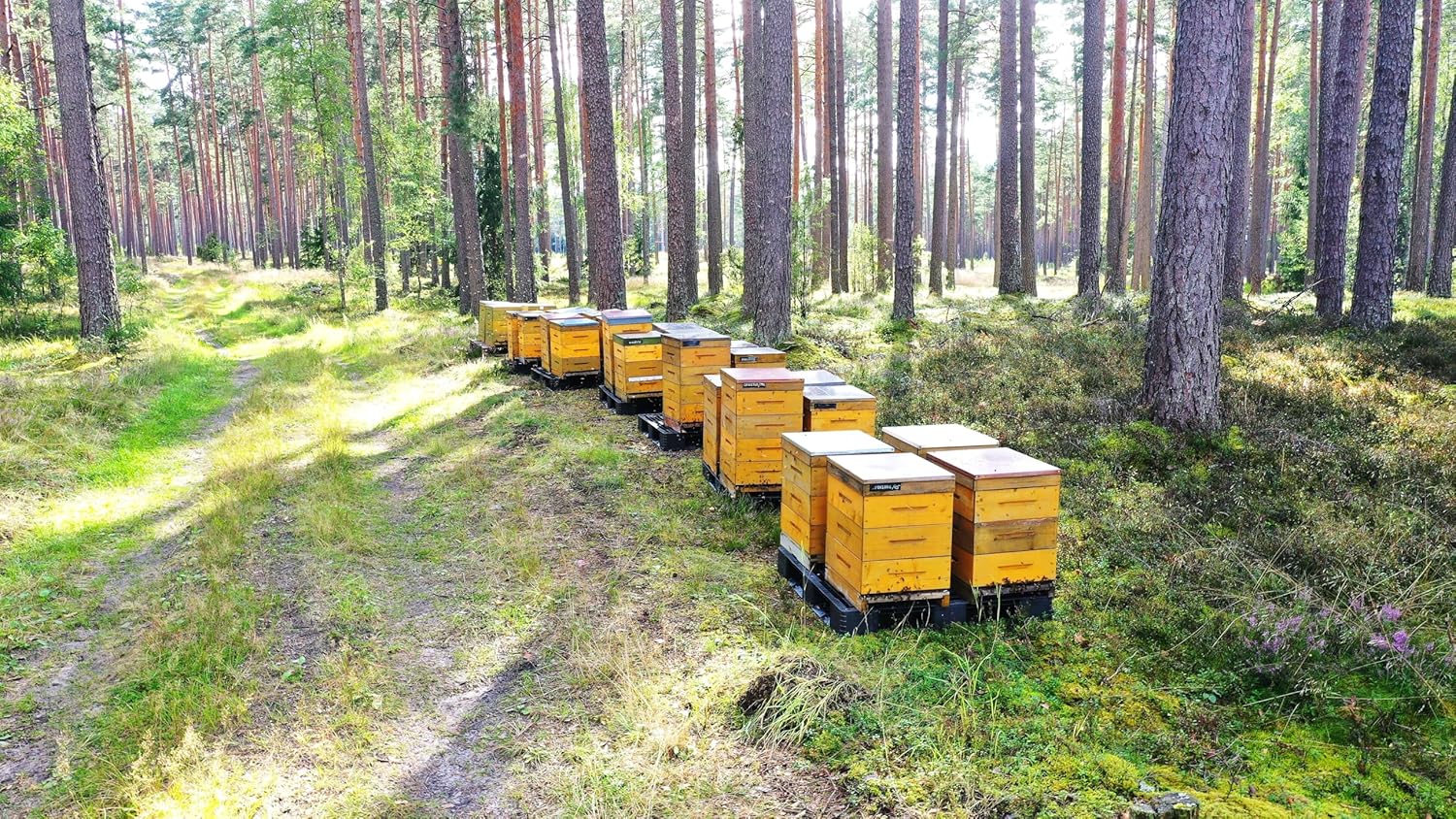 Medotava Creamed Latvian Wildflower Honey / 100% Raw and Unfiltered/European Union Organic Certified/No Additives, No Preservatives, No Added Sugar/Hand Harvested/Eco-Friendly Glass Jar / 8.8 oz - Image 6