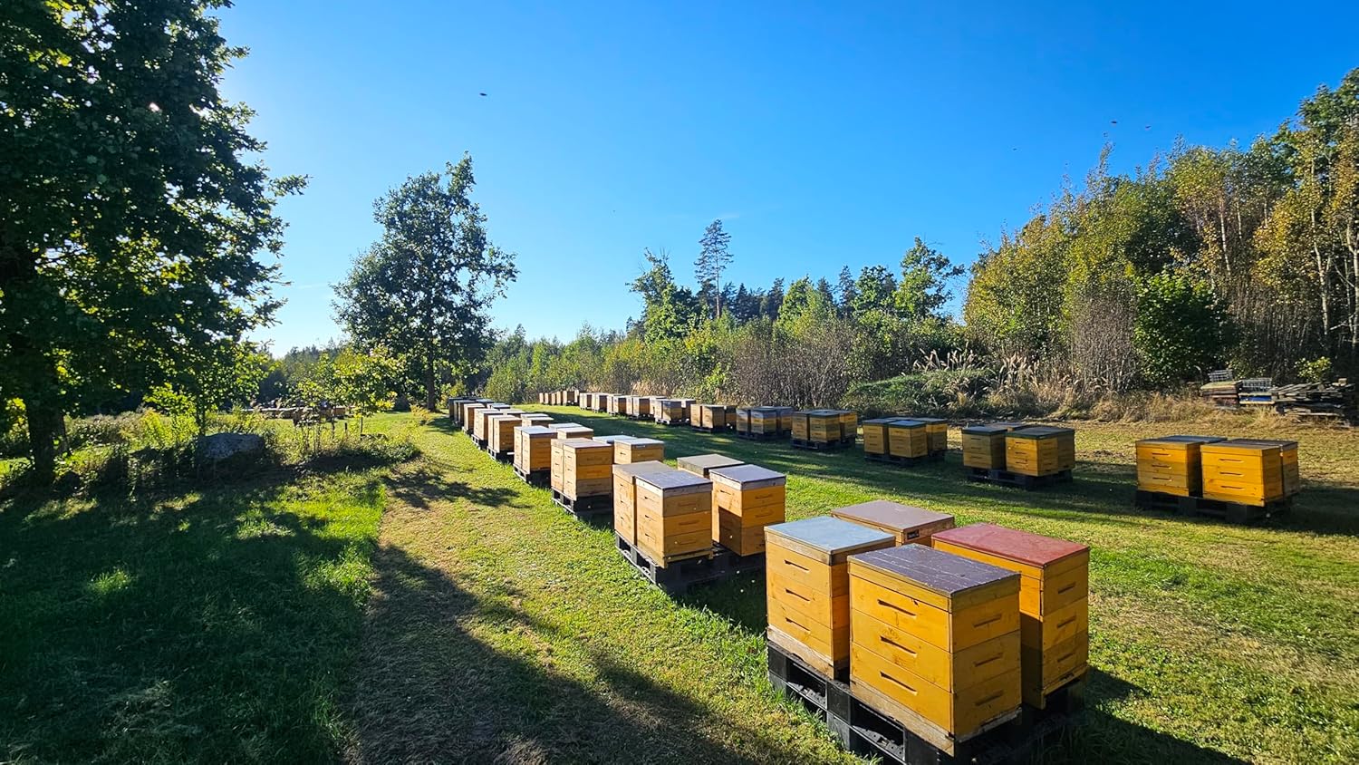 Medotava Creamed Latvian Wildflower Honey / 100% Raw and Unfiltered/European Union Organic Certified/No Additives, No Preservatives, No Added Sugar/Hand Harvested/Eco-Friendly Glass Jar / 8.8 oz - Image 7