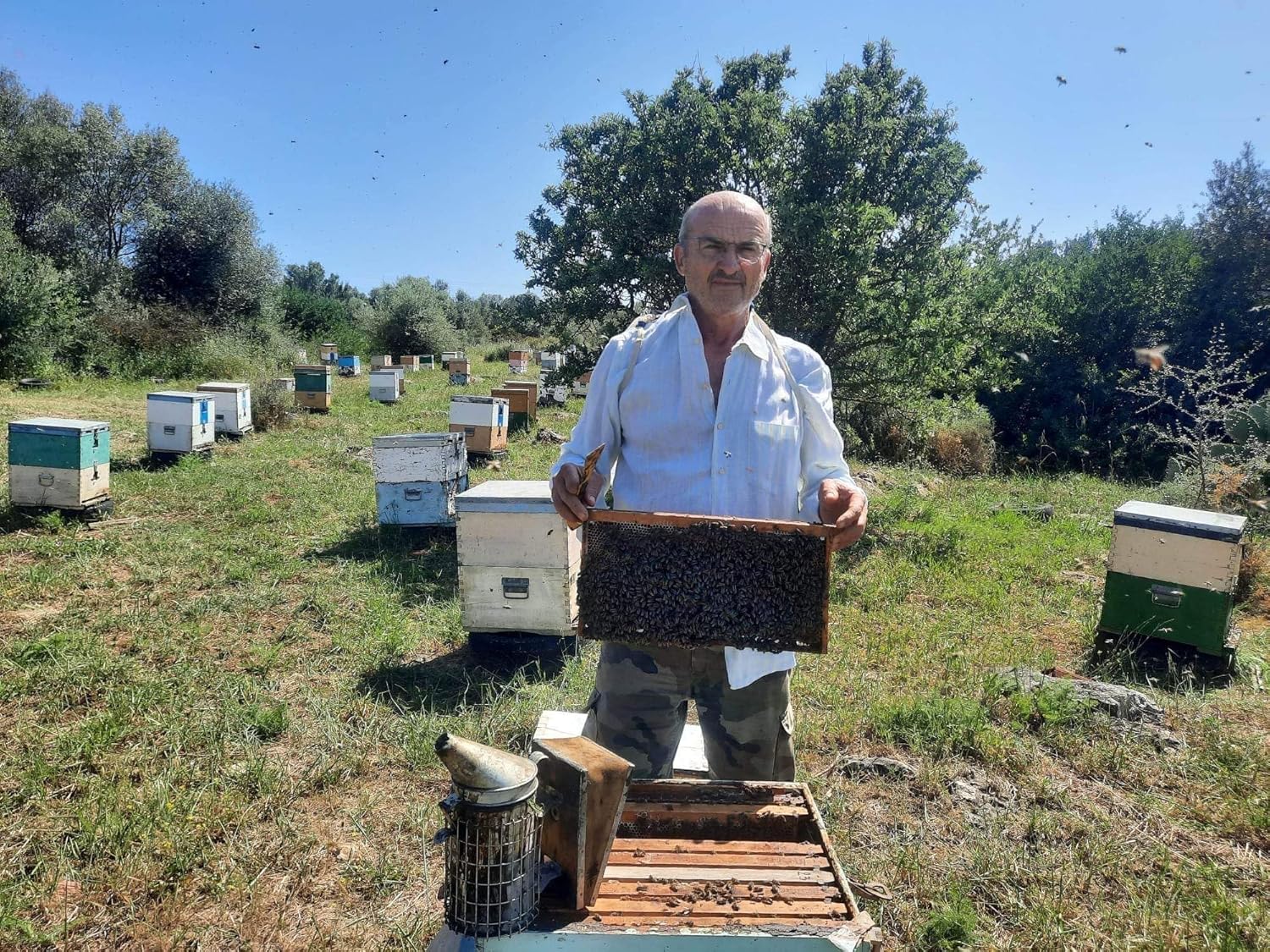 Laconic Foods | Wild Forest Honey | Raw Greek Honeydew Honey from Pine, Oak, Chestnut Trees & Wild Flowers | 315g - Image 6