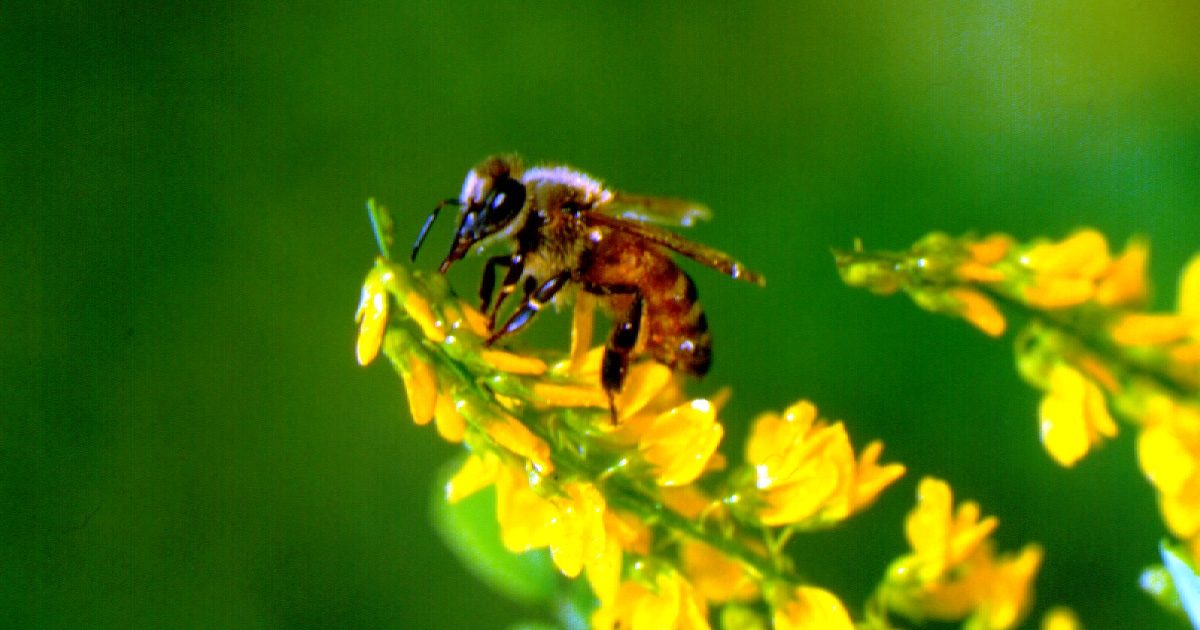 The Presidential History of Honey Bees