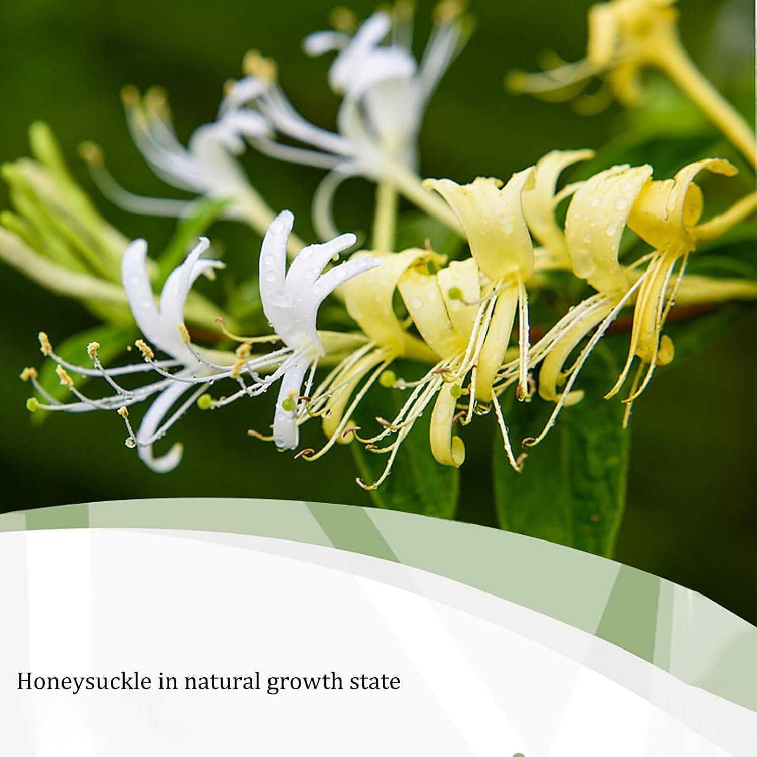 (120g) Honeysuckle Buds Organic, 100% Pure Natural Honey Suckle Buds- Hand-Picked and Naturally Dried Honeysuckle Buds (1 Bag) - Image 4