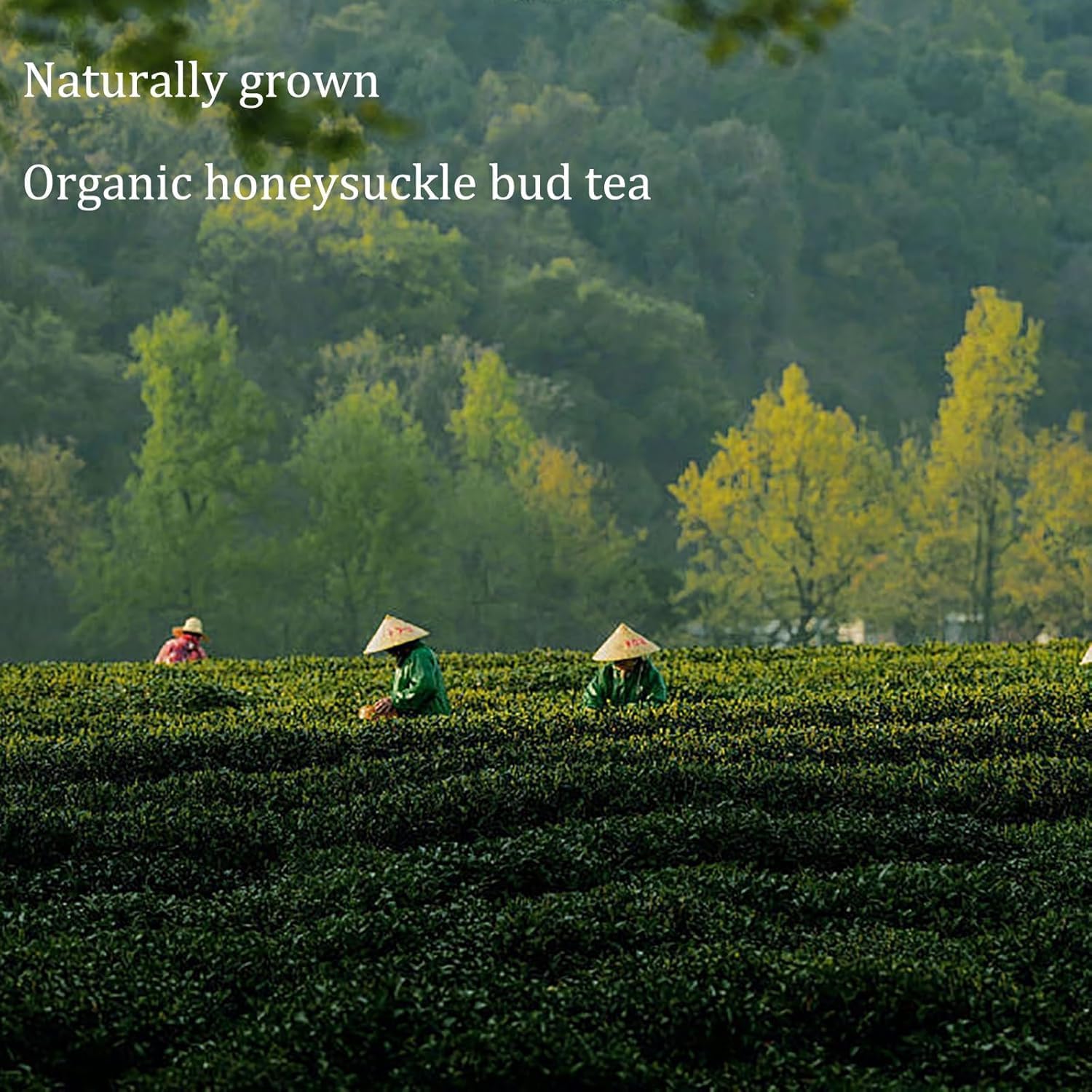 (120g) Honeysuckle Buds Organic, 100% Pure Natural Honey Suckle Buds- Hand-Picked and Naturally Dried Honeysuckle Buds (1 Bag) - Image 5