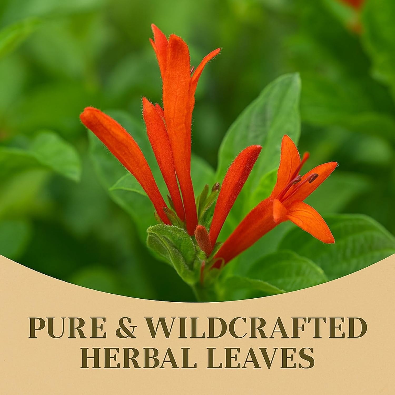 Muicle Té (Mexican Honeysuckle Herbal Tea) – 25 Tea Bags – 100% Natural, Vegan, Non-GMO – Traditional Mexican Herbal Infusion – Caffeine-Free, Authentic & Aromatic – by High Supreme - Image 8