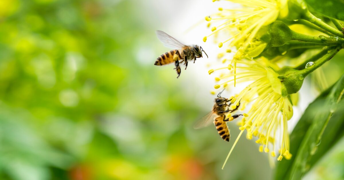 No Luck Needed: How Honey Bee Pollination Keep…
